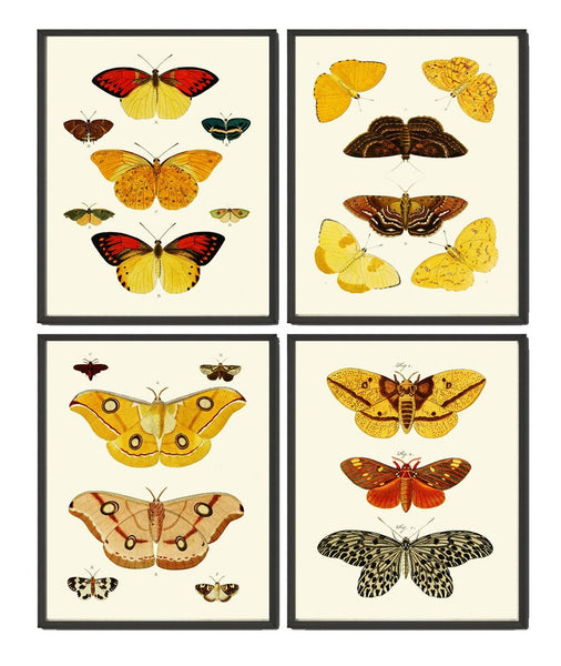Butterfly Prints Wall Art Set of 4 Colorful Pretty Chart Antique Vintage Garden Nature Illustration Watercolor Home Decor Chart to Frame CP