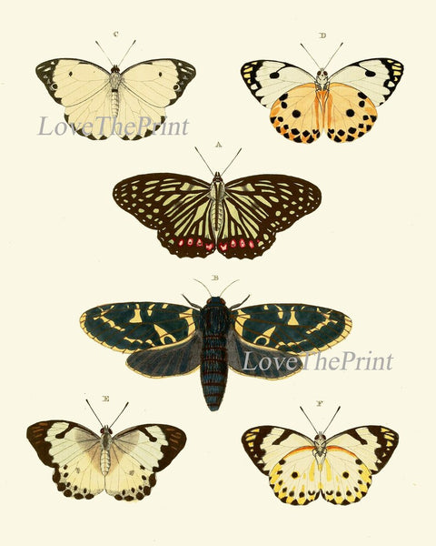 Vintage Butterfly Wall Art Print Set of 4 Antique Vintage Neutral Color Garden Nature Decoration Bedroom Office Home Decor Chart to Frame CP