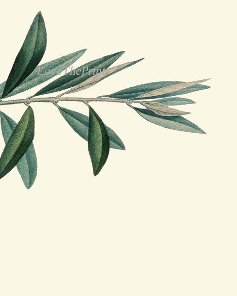 Olive Tree Branch Botanical Wall Art Set of 3 Prints Beautiful Antique Vintage Dining Room Kitchen Farmhouse Cottage Home Decor to Frame TR