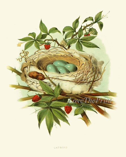 Vintage Bird Nest Eggs Print Wall Art Set of 4 Beautiful Antique Tree Branch Natural Colors Farmhouse Cabin Cottage Home Decor to Frame GT