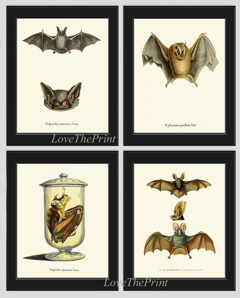 Vintage Bat Wall Art Set of 4 Prints Antique Animal Forest Country Nature Science Chart Type Nature Scientific Home Room Decor to Frame BATS