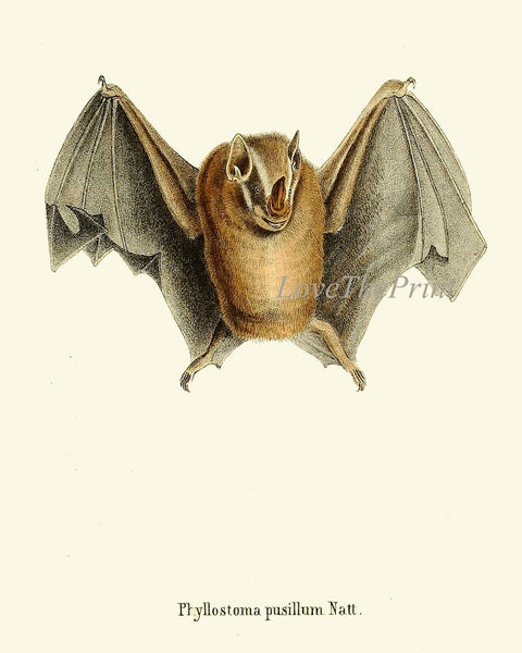 Vintage Bat Wall Art Set of 4 Prints Antique Animal Forest Country Nature Science Chart Type Nature Scientific Home Room Decor to Frame BATS