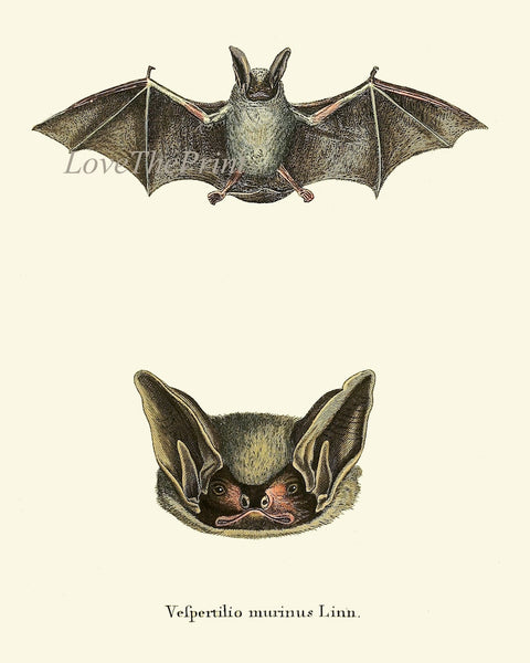 Vintage Bat Wall Art Set of 4 Prints Antique Animal Forest Country Nature Science Chart Type Nature Scientific Home Room Decor to Frame BATS