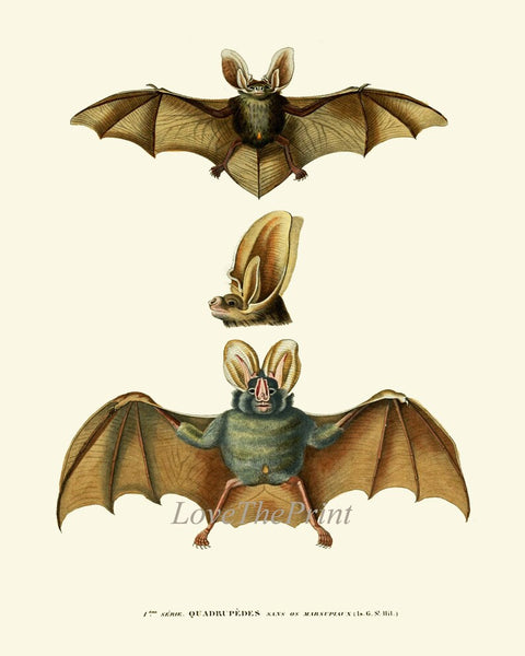 Bats Animal Wall Art Print Set of 6 Beautiful Vintage Forest Nature Illustration Farm Cabin Wildlife Science Home Room Decor to Frame BATS