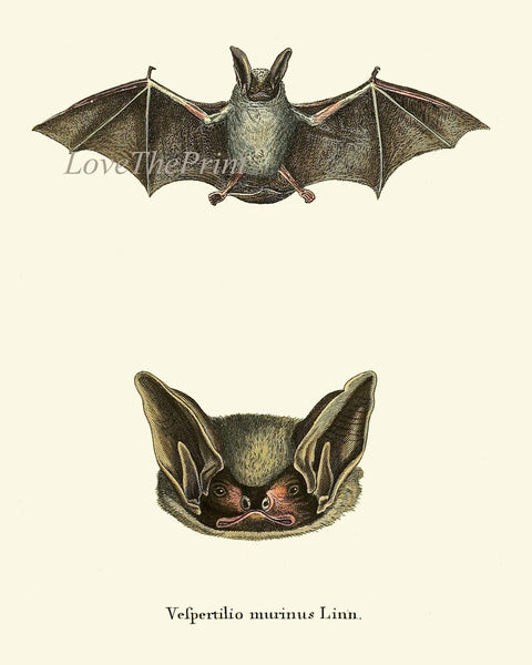 Bats Animal Wall Art Print Set of 6 Beautiful Vintage Forest Nature Illustration Farm Cabin Wildlife Science Home Room Decor to Frame BATS