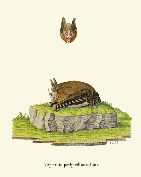 Bats Animal Wall Art Print Set of 6 Beautiful Vintage Forest Nature Illustration Farm Cabin Wildlife Science Home Room Decor to Frame BATS