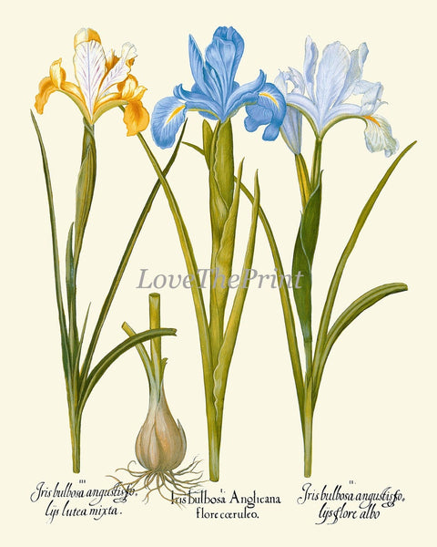 Wildflowers Botanical Prints Set Wall Art of 9 Beautiful Flowers Outdoor Nature Antique Vintage Chamomile Valerian Iris Decor to Frame BESL