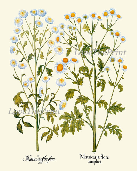 Wildflowers Botanical Prints Set Wall Art of 9 Beautiful Flowers Outdoor Nature Antique Vintage Chamomile Valerian Iris Decor to Frame BESL