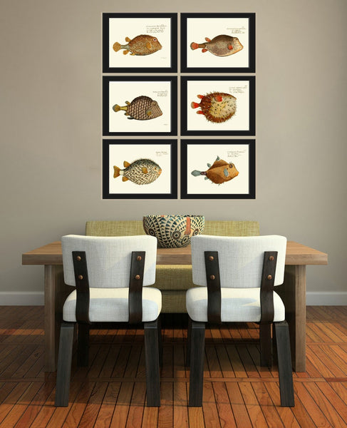 Tropical Fish Prints Wall Art Set of 6 Beautiful Antique Vintage Puffer Porcupine Ocean Coastal Marine Beach House Home Decor to Frame NM