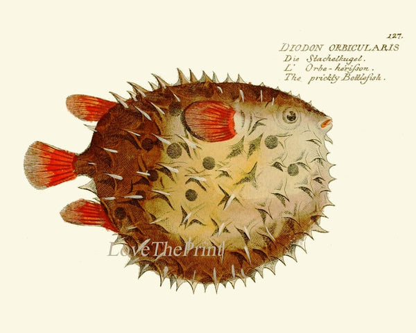 Tropical Fish Prints Wall Art Set of 6 Beautiful Antique Vintage Puffer Porcupine Ocean Coastal Marine Beach House Home Decor to Frame NM