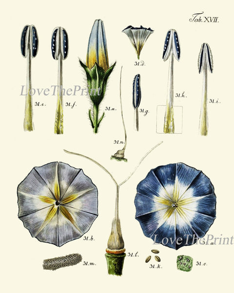 Botanical Prints Set Anatomy of Flower Wall Art of 9 Beautiful Flowers Antique Chart Poster Large Gallery Science Home Decor to Frame BAJ