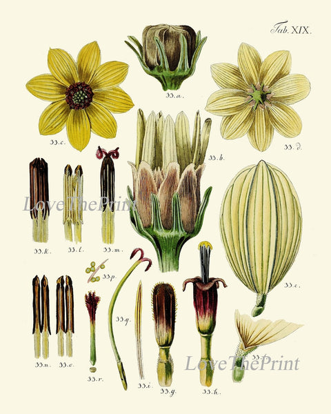 Botanical Prints Set Anatomy of Flower Wall Art of 9 Beautiful Flowers Antique Chart Poster Large Gallery Science Home Decor to Frame BAJ