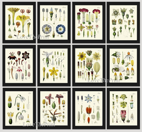 Large Gallery Botanical Print Set Wall Art of 12 Beautiful Vintage Illustration Anatomy of Flowers Interior Design Home Decor to Frame BAJ
