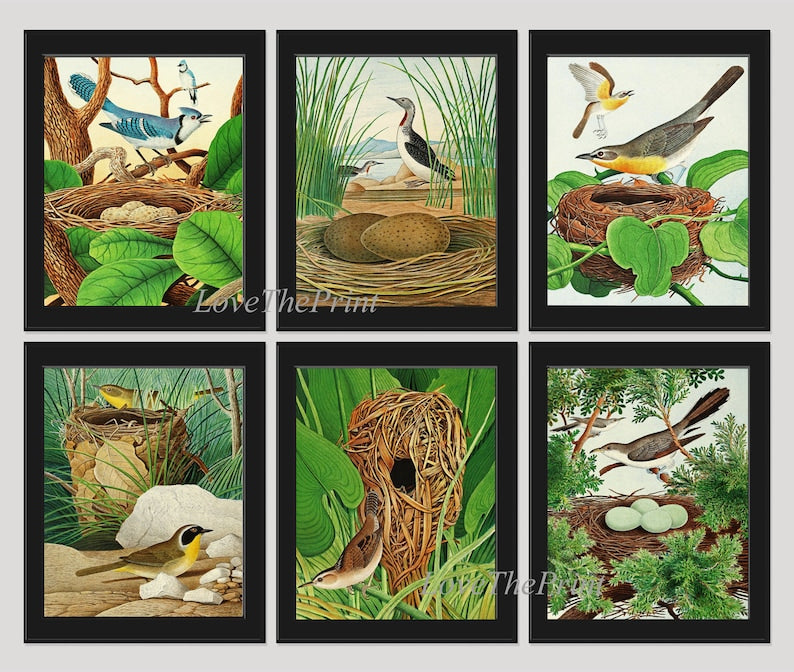 Vintage Bird Wall Art Print Set of 6 Prints Blue Jay Yellow-breasted chat Diver Cockoo Marsh Wren Yellowthroat Nest Eggs Green Home Decor GT