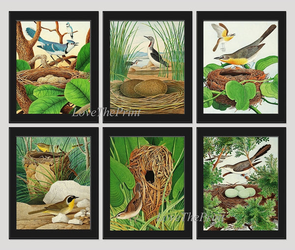 Vintage Bird Wall Art Print Set of 6 Prints Blue Jay Yellow-breasted chat Diver Cockoo Marsh Wren Yellowthroat Nest Eggs Green Home Decor GT