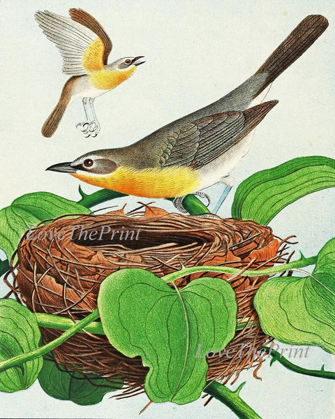 Vintage Bird Wall Art Print Set of 6 Prints Blue Jay Yellow-breasted chat Diver Cockoo Marsh Wren Yellowthroat Nest Eggs Green Home Decor GT