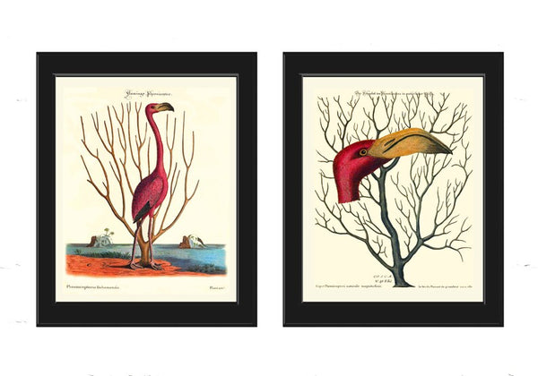 Red Pink Flamingo Bird Wall Art Print Set of 2 Prints Beautiful Coral Tropical Beach House Bedroom Bathroom Office Hallway Home Decor CM