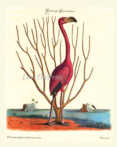 Red Pink Flamingo Bird Wall Art Print Set of 2 Prints Beautiful Coral Tropical Beach House Bedroom Bathroom Office Hallway Home Decor CM