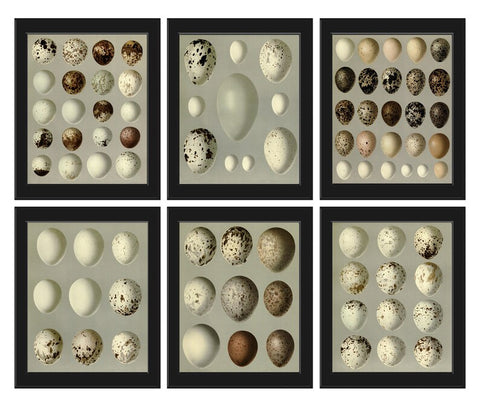 Bird Eggs Wall Art Print Set of 6 Vintage Antique Illustration Chart Bedroom Living Room Fireplace Hallway Entryway Nature Home Decor BEND