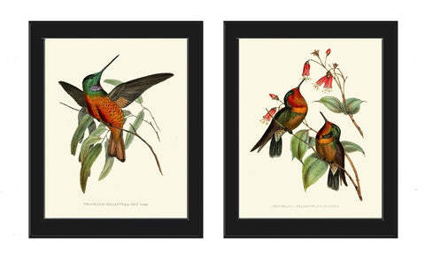 Hummingbird Prints Wall Art Set of 2 Beautiful Antique Vintage Tropical Bird Illustration Honeysuckle Garden Home Room Decor to Frame PZ