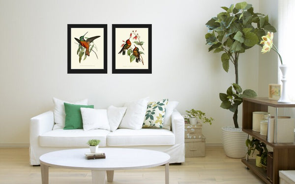 Hummingbird Prints Wall Art Set of 2 Beautiful Antique Vintage Tropical Bird Illustration Honeysuckle Garden Home Room Decor to Frame PZ
