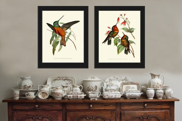 Hummingbird Prints Wall Art Set of 2 Beautiful Antique Vintage Tropical Bird Illustration Honeysuckle Garden Home Room Decor to Frame PZ