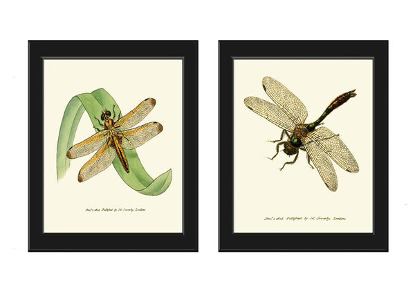 Vintage Dragonfly Print Wall Art Set of 2 Beautiful Antique Butterfly Outdoor Nature Bugs Lake Home Room Decor Decoration to Frame LINS