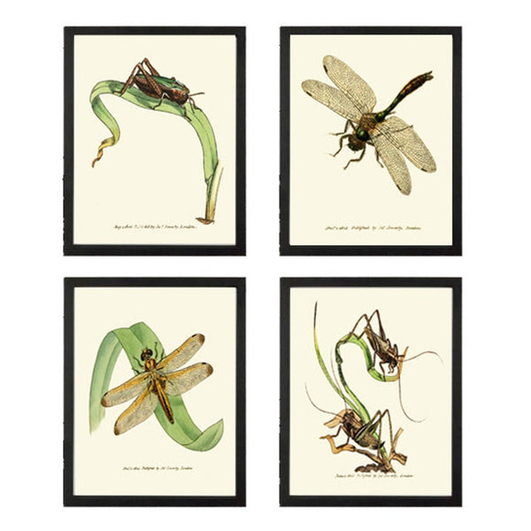 Vintage Insect Dragonfly Wall Art Set of 4 Prints Beautiful Antique Lake Forest Outdoor Garden Nature Home Decor Decoration to Frame LINS