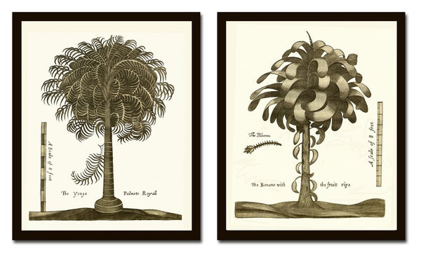 Palm Tree Print Botanical Wall Art Set of 2 Neutral Colors Beautiful Antique Vintage Beach Home Decor Illustration Picture to Frame GTHO