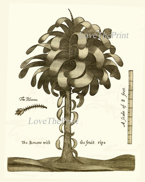 Palm Tree Print Botanical Wall Art Set of 2 Neutral Colors Beautiful Antique Vintage Beach Home Decor Illustration Picture to Frame GTHO