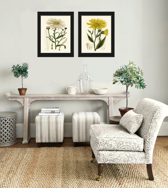 Vintage Daisy Daisies Botanical Prints Wall Art Set of 2 White Yellow Wildflower Drawing Painting Illustration Flower Home Decor to Frame CU