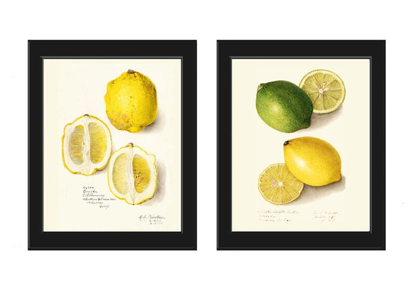 Vintage Lemon Lime Print Botanical Wall Art Set of 2 Beautiful Antique Tropical Citrus Fruit Dining Room Kitchen Home Decor to Frame POMO
