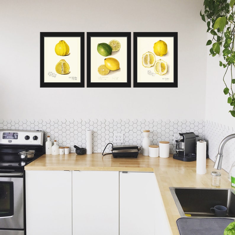 Lemon Fruit Prints Botanical Wall Art Set 3 Vintage Citrus Lime Green Yellow Kitchen Dinning Room Illustration Home Decor to Frame POMO