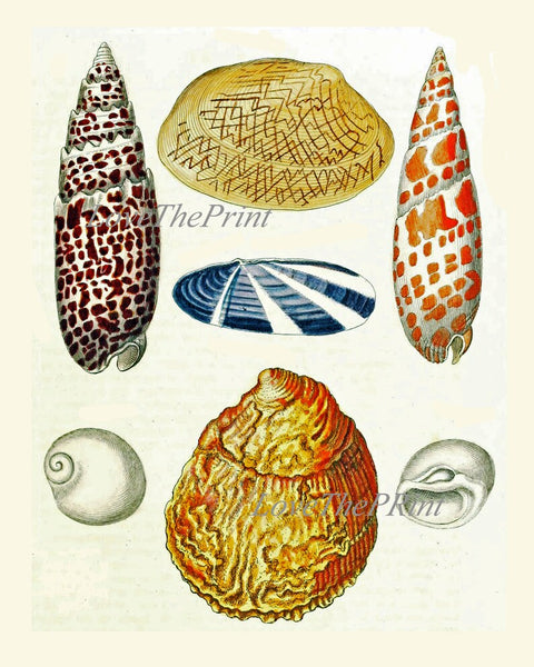 Vintage Seashell Shells Print Set Wall Art Gallery of 16 Colorful Chart Varieties Beautiful Sea Ocean Nature Beach Home Decor to Frame KG