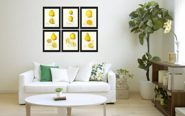 Lemons Home Decor Botanical Wall Art Set of 6 Prints Yellow Citrus Fruit Tropical Kitchen Dining Room Fruit Picture Home Decor to Frame POMO
