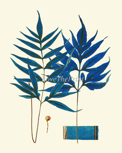 Vintage Blue Fern Print Wall Art Set of 6 Antique Bedroom Dining Room Office Bathroom Living Room Navy blue Interior Home Decor to Frame HWB