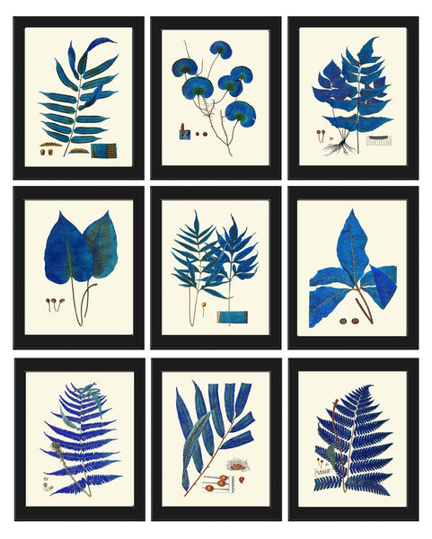 Blue Botanical Fern Print Wall Art Set of 9 Beautiful Antique Vintage Blue Interior Design Wall Hanging Gallery Home Room Decor to Frame LIN