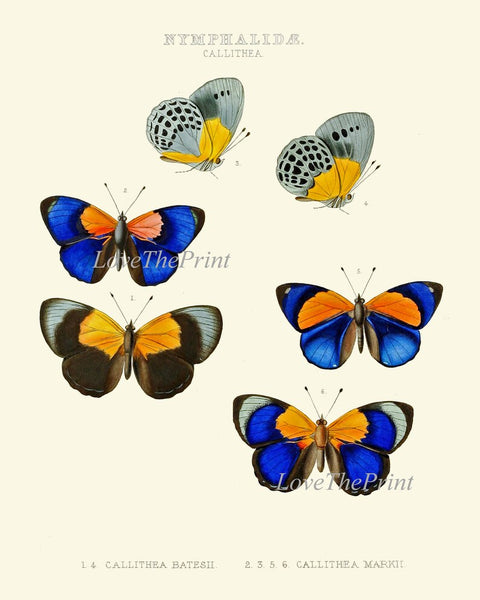 Colorful Butterflies Wall Art Set of 2 Prints Vintage Antique Blue Red Yellow Garden Outdoor Nature Poster Home Decor Picture to Frame WH