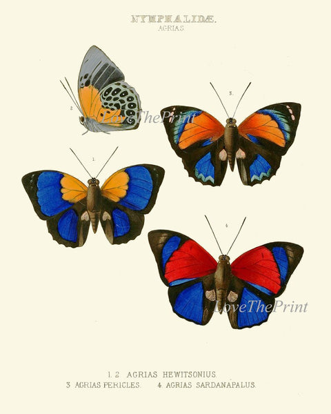 Colorful Butterflies Wall Art Set of 2 Prints Vintage Antique Blue Red Yellow Garden Outdoor Nature Poster Home Decor Picture to Frame WH