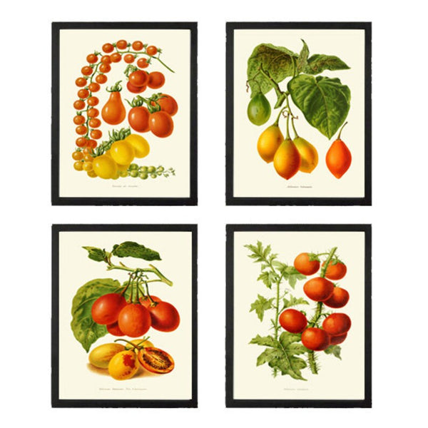 Tomato Vegetables Botanical Wall Art Print Set of 4 Beautiful Heirloom Plants Kitchen Dining Room Chef Gardening Home Decor to Frame IH