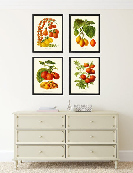 Tomato Vegetables Botanical Wall Art Print Set of 4 Beautiful Heirloom Plants Kitchen Dining Room Chef Gardening Home Decor to Frame IH