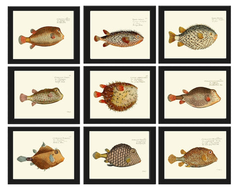 Tropical Coral Reef Fish Prints Wall Art Set of 9 Beautiful Antique Vintage Puffer Ocean Coastal Marine Beach House Home Decor to Frame NM