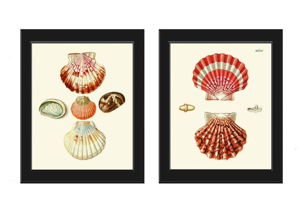 Vintage Colorful Seashells Wall Art Set of 2 Prints Beautiful Antique Sea Ocean Beach Marine Coastal Bathroom Bedroom Home Decor to Frame KG