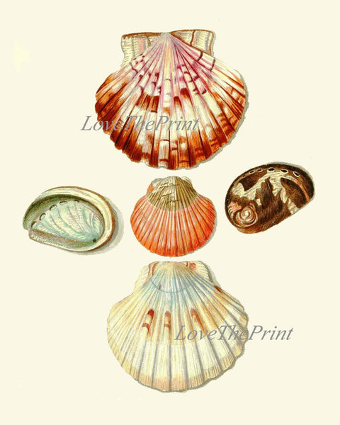 Vintage Colorful Seashells Wall Art Set of 2 Prints Beautiful Antique Sea Ocean Beach Marine Coastal Bathroom Bedroom Home Decor to Frame KG