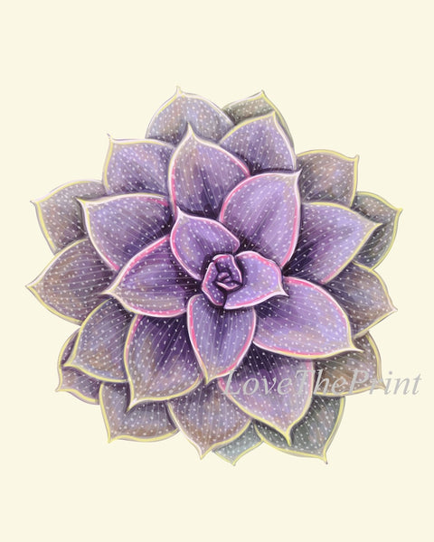 Succulents Plants Prints Wall Art Home Decor Set of 6 Beautiful Colorful Green Violet Purple Tropical Watercolor Home Decor to Frame SUCC