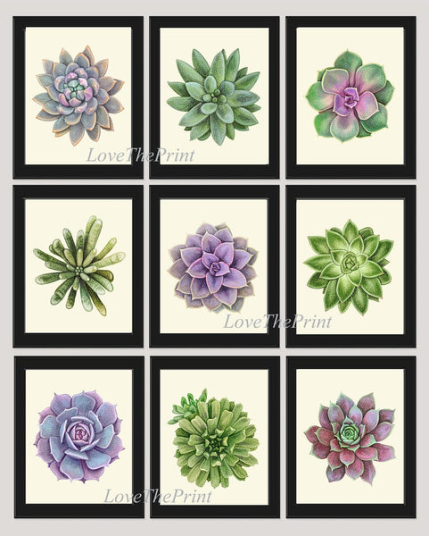Colorful Succulents Plant Prints Wall Art Home Decor Set of 9 Beautiful Bedroom Office Playroom Kitchen Living Room Home Decor to Frame SUCC
