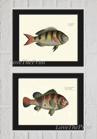 Fish Wall Art Set of 2 Prints Beautiful Antique Vintage Sea Ocean Beach House Marine Coastal Fishing Nature Home Room Decor to Frame BL