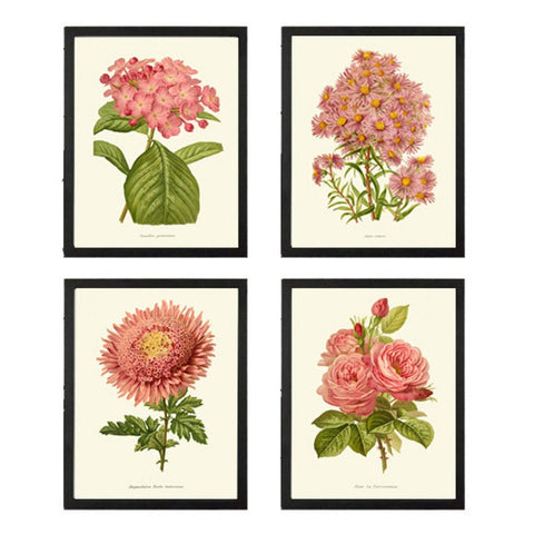 Vintage Pink Coral Botanical Prints Wall Art Set of 4 Beautiful Antique Roses Aster Hydrangea Plants Garden Nature Home Decor to Frame IH