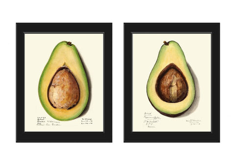 Avocado Wall Art Print Botanical Set of 2 Beautiful Vintage Fruit Vegetable Kitchen Cooking Gift Dining Room Home Room Decor to Frame POMO