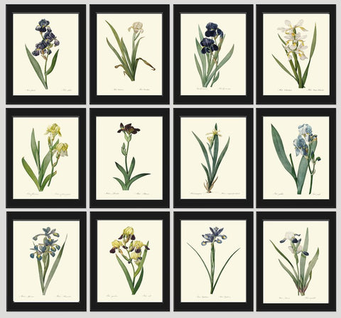 Iris Flower Botanical Prints Wall Art Home Decor Set of 12 Large Gallery Beautiful Vintage Blue White Yellow Plants Home Decor to Frame REDT
